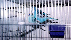 Budgie Couple