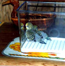 Chicks in Aquarium