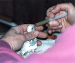 Handfeeding a Chick