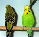 Chucks Budgies