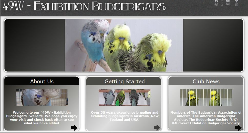 49W Exhibition Budgerigars